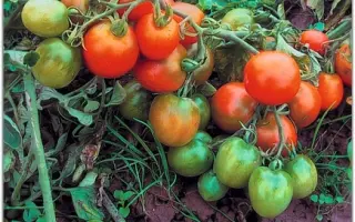 ЛЕНИНГРАДСКИЙ ХОЛОДОК