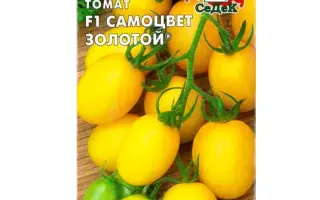 САМОЦВЕТ ЗОЛОТОЙ