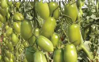 САМОЦВЕТ ИЗУМРУДНЫЙ