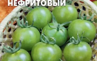 САМОЦВЕТ НЕФРИТОВЫЙ