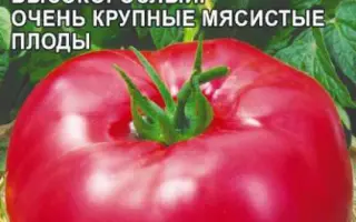 БРАВЫЙ ГЕНЕРАЛ