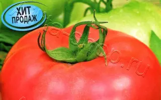 ЛАСКОВЫЙ МИША