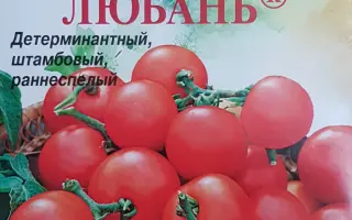 ЛЮБАНЬ