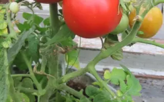 КРАЙНИЙ СЕВЕР