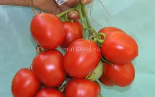 АМУРСКИЙ УТЕС