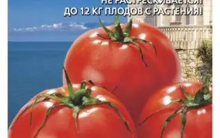 НОВЫЙ ПРИНЦ