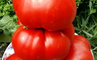 ГИГАНТЕЛЛА