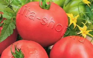 РОЗОВАЯ АНДРОМЕДА