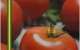 БЕРЕГ КУБАНИ