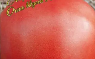 СИБИРСКИЙ ВЕЛИКАН