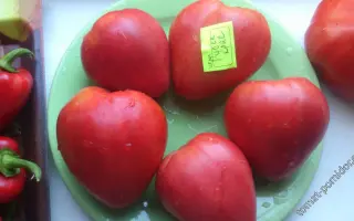 РУССКАЯ КРАСАВИЦА