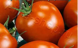 СИБИРСКОЕ ЧУДО