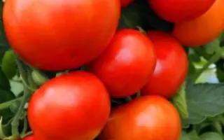 АЛТАЙСКИЙ ШЕДЕВР