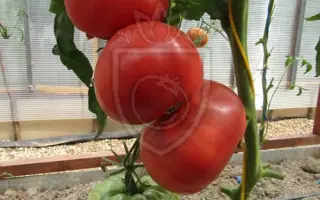 ЯПОНСКИЙ КРАБ