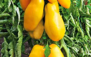 ПЕРЦЕВИДНЫЙ ЖЕЛТЫЙ