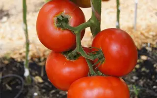 ПРЕЗИДЕНТ 2