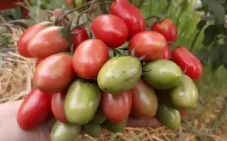 РОЗОВЫЙ СНЕГ