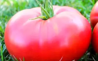 АЛТАЙСКИЙ РОЗОВЫЙ