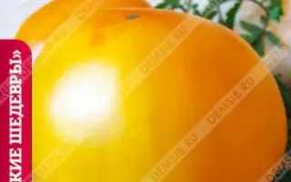 АЛТАЙСКИЙ ЖЕЛТЫЙ