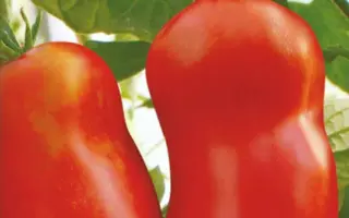 ПЕРЦЕВИДНЫЙ ГИГАНТ