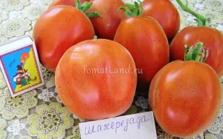 ШАХЕРЕЗАДА