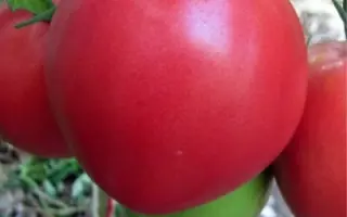 ТЯЖЕЛОВЕС СИБИРИ