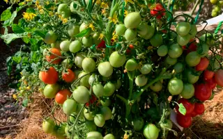 КАЛИНКА-МАЛИНКА