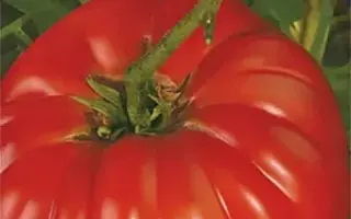 БАБУШКИН СЕКРЕТ