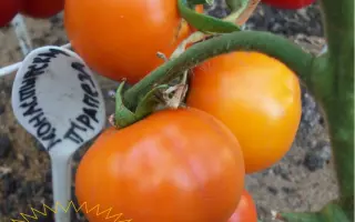 МОНАСТЫРСКАЯ ТРАПЕЗА