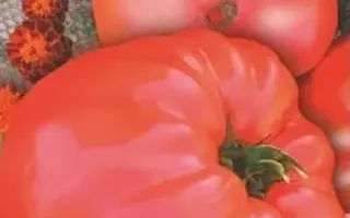 ЦАРСКИЙ ПОДАРОК