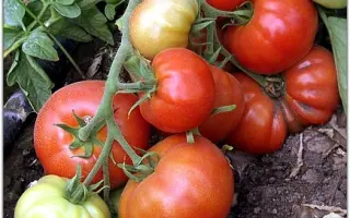 ВОЖДЬ КРАСНОКОЖИХ