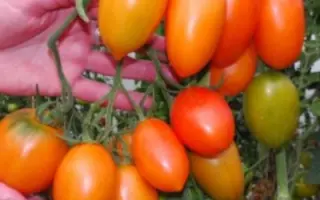 ЮЖНЫЙ ЗАГАР