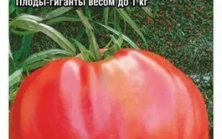 РОЗОВЫЙ МЕД