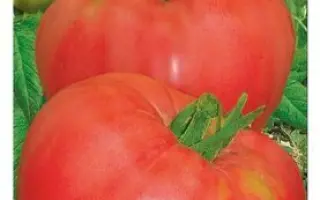 СИБИРСКИЙ КОЗЫРЬ