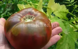 АППЕТИТНЫЙ