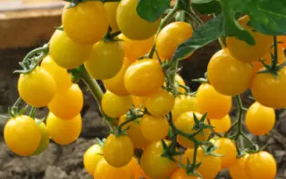 КАРАМЕЛЬ ЖЕЛТАЯ