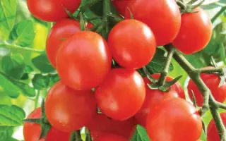 КАРАМЕЛЬ КРАСНАЯ