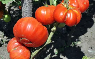 ДОБРЫЙ МОЛОДЕЦ