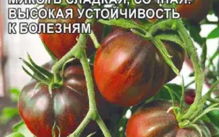 ШОКОЛАДНЫЙ