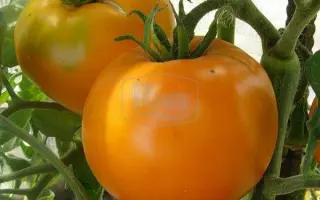 ЗОЛОТОЙ ОЖАРОВСКИЙ