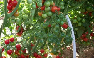 КАРАМЕЛЬКА