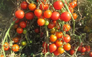 МОРАВСКОЕ ЧУДО