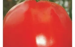 МУЛЕН РУЖ