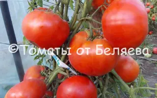 ВЕЧНЫЙ ЗОВ
