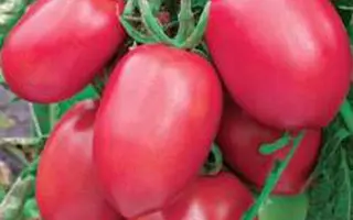 СЛИВКА РОЗОВАЯ