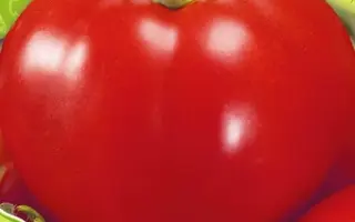 АСТРАХАНСКИЙ 5/25