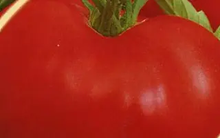 ТЮТЧЕВСКИЙ