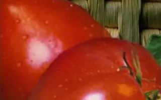 ЦАРЬ КОЛОКОЛ