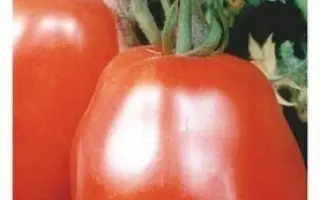 РУБИНОВЫЙ КУБОК