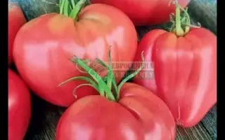 ОРЛИНОЕ СЕРДЦЕ